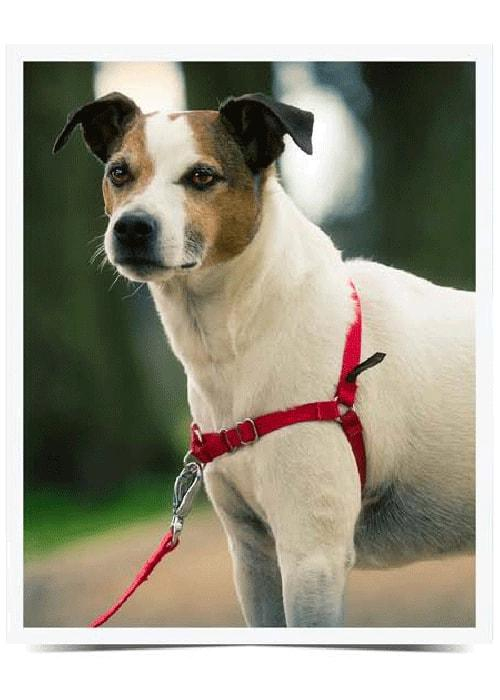 ds78389974_bazar_postroj_pro_psa_easywalk_malinova_l_rozbaleno_2