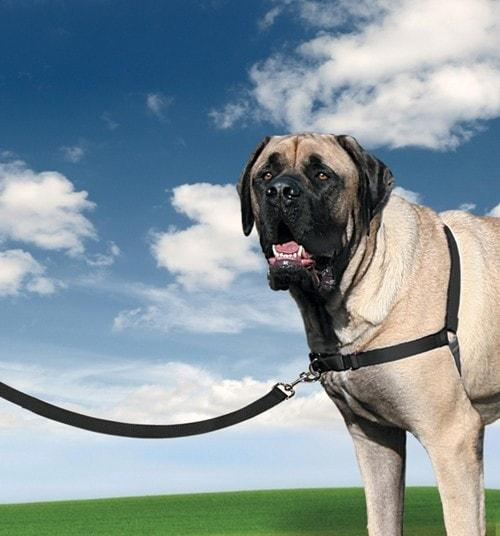 ds78389974_bazar_postroj_pro_psa_easywalk_malinova_l_rozbaleno_3