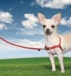 ds78389974_bazar_postroj_pro_psa_easywalk_malinova_l_rozbaleno_4